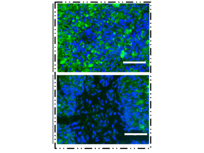 Visualization of Nuclei Using DAPI