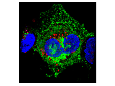 Staining Cell Membranes Using Wheat Germ Agglutinin (WGA)