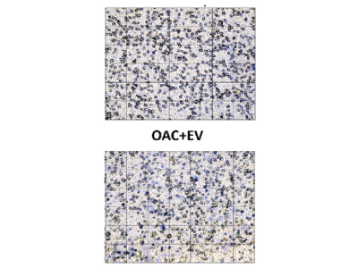 Epredia Shandon Kwik-Diff Stain to Visualize Cell Migration