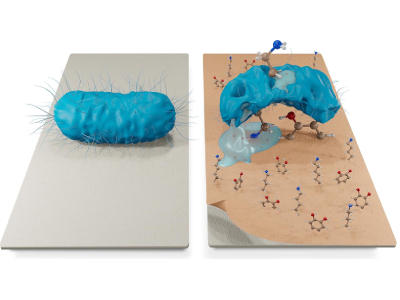 Antimicrobial Coating Developed to Combat Pathogens and Antimicrobial Resistance