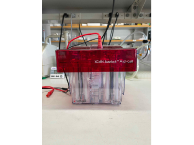 Midi-Gel Electrophoresis System