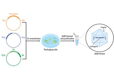 Navigating Developmental Challenges in AAV Gene Therapy