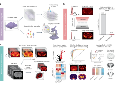 Researchers Develop Method to Create 3D Molecular Maps of the Human Brain