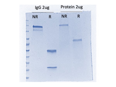 Bright and Strong Protein Staining