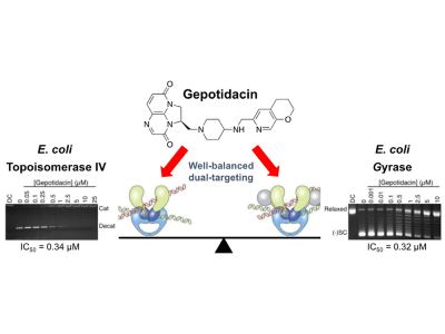 Vanderbilt Biochemists Discover New Class of Antibacterial