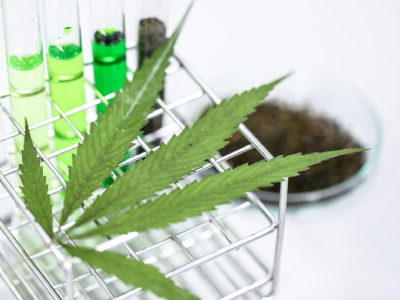 Researchers Discover Cannabis Terpene That Reduces THC-Induced Anxiety in Humans