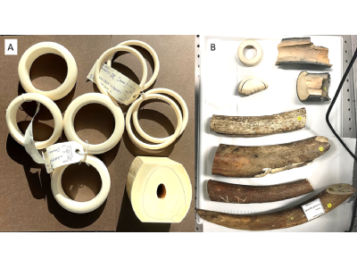 Novel Raman Spectroscopy Method Developed to Combat Illegal Ivory Trade