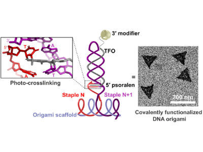 Novel Technique Developed to Construct Stronger DNA Origami