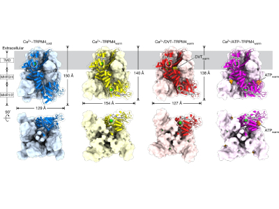 Researchers Discover Novel Drug Targets By Heating Proteins To Body Temperature