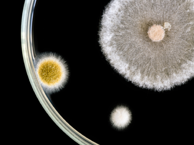  Researchers Find Evidence That Climate Change Could Lead To More Dangerous Fungi