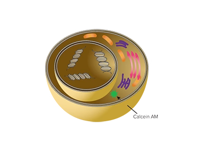 Great Assay Kit for Method Validation