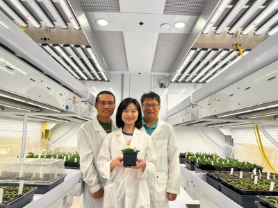 MicroRNA Study Sets Stage For Crop Improvements