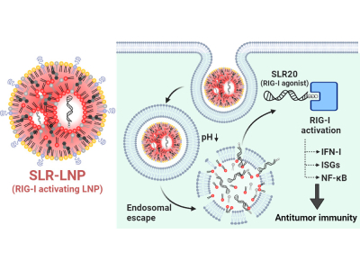 New Nanoparticles Boost Immune System in Mice to Fight Skin, Breast Cancer