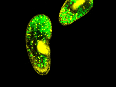 Ecosystem Warming Of 5&deg;C Could Cause Symbiotic Relationships To Fail