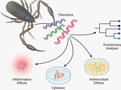 New Findings Demonstrate That Scorpion Venom Could Combat MRSA And Other Hospital Germs