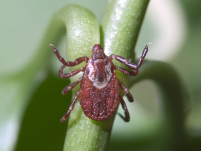New Genetic Analysis Enhances Understanding of Lyme Disease
