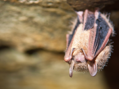 Study Finds Connection Between Declining Bat Populations And Increased Pesticide Use And Infant Mortality