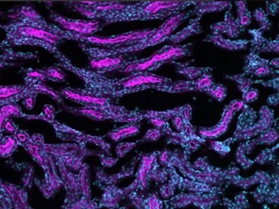 Safe and Collaborative Cell Culture Imaging