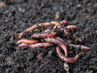 New Research Finds That Bio-Based Fibers Could Pose A Greater Environmental Risk Than Plastic