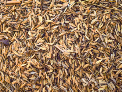 Agricultural Waste Could Double Battery Energy Density