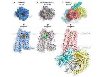 GPR6 Brain Receptor Structure Provides Framework for Novel Parkinson’s Disease Treatments