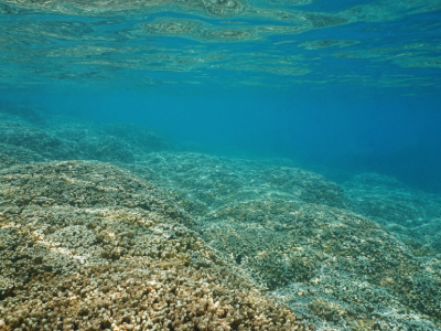 Overlooked Ocean Processes Revealed as Key Source of Critical Carbon Storage