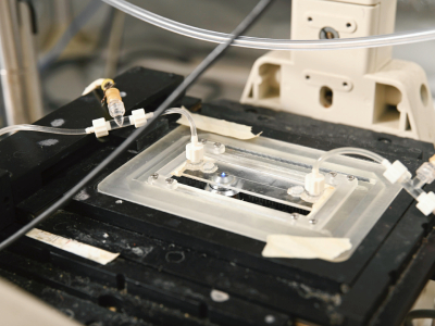 University of Florida Engineers Develop New Lab-On-A-Chip Device to Extract and Purify DNA
