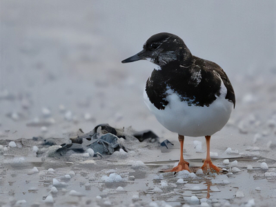 New Detection Assay Reveals Large Amounts of Toxic PFAS in Migratory Birds