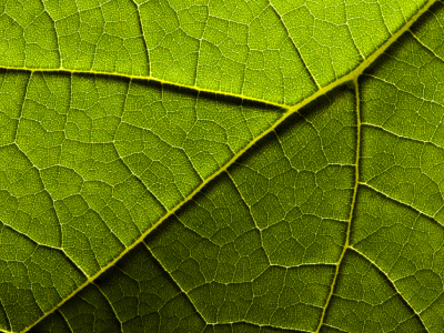 Novel Dye Stack Closely Mimics the Photosynthetic Apparatus of Plants