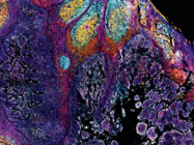 Imaging Protocol Handbook