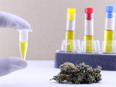 Neural Network-enhanced Raman Easily Identifies Synthetic Cannabinoids
