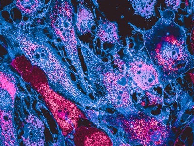  Buyer’s Guide: Confocal Microscopes