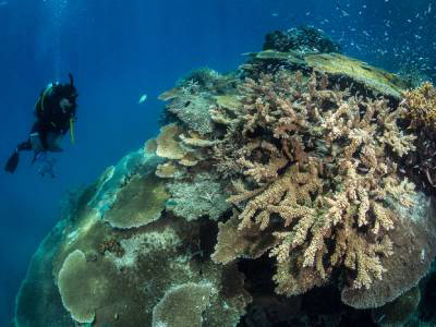Genomic Testing Discovers Five New Coral Species