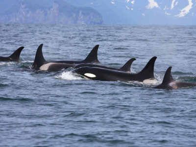 Undocumented Class of PFAS Discovered in Marine Mammals