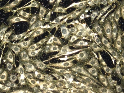 LABTips: Characterizing Polymeric Nanoparticles using Electron Microscopy