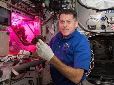 Space-grown Lettuce is as Healthy as Earth-grown, Opening the Door to a Mars Mission