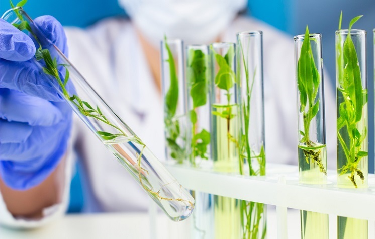 The Progress and Promise of Plant-made Vaccines
