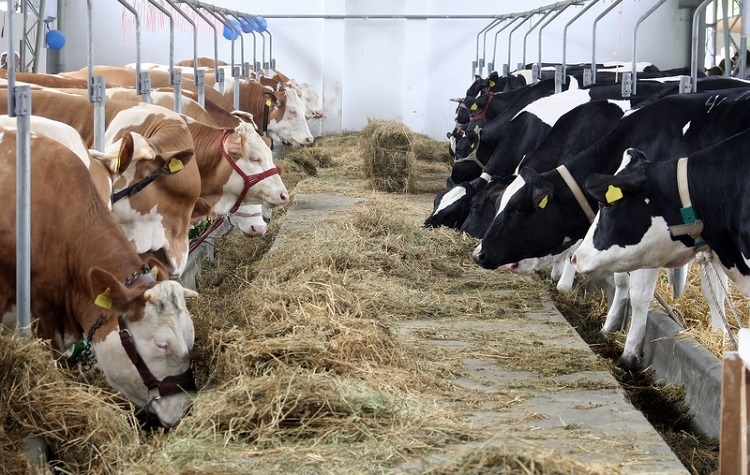 Study: Eliminating Antibiotics for Livestock Reduces Resistance in Humans by 7%