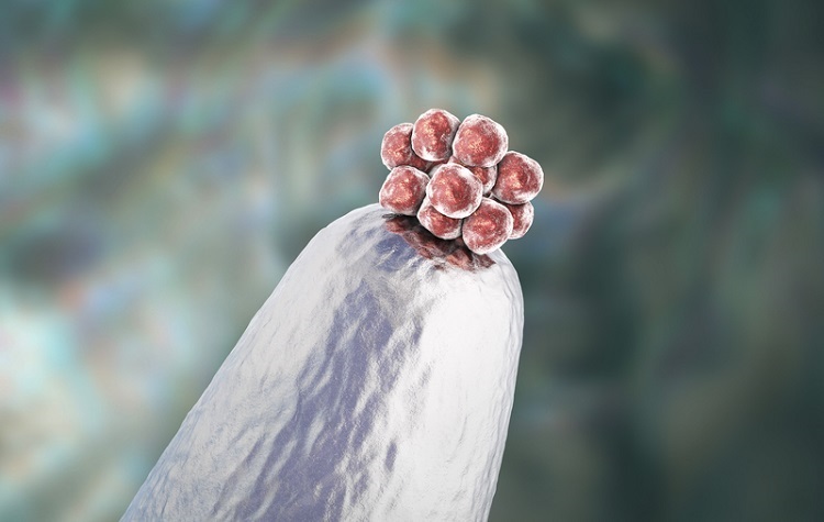 Study: CRISPR-Cas9 is Highly Efficient, But Did Not Correct Mutations in Embryos
