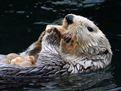  Study Finds Unexpectedly High Concentrations of PFAS in Dead Sea Otters
