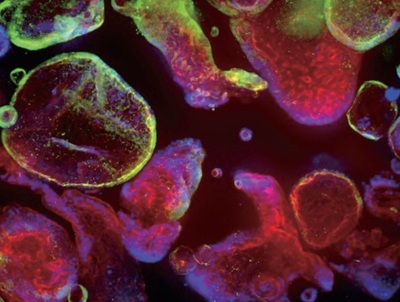 Validated Cytokines for Organoid Culture