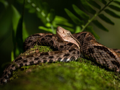 Tech Developed for COVID Vaccine Could Limit Damage from Snakebite Venom