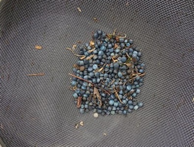 Study: Antibiotic-resistant Bacteria Quickly Colonize Microplastics