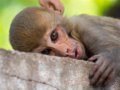 Immunotherapy Drugs Trigger Different Response in Monkeys than Humans