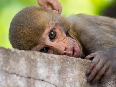 Immunotherapy Drugs Trigger Different Response in Monkeys than Humans