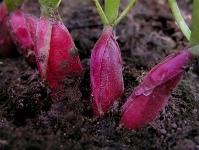 Iron-fortified Hemp Biochar Keeps PFAS Out of Food