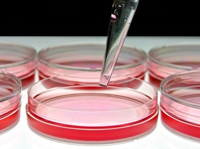 LABTips: Avoiding Cell Culture Contamination