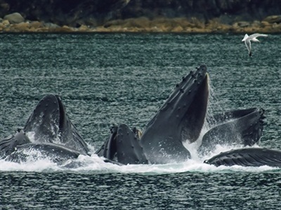 Drone Sampling of Whale Breath Reveals Potentially Deadly Virus in Arctic