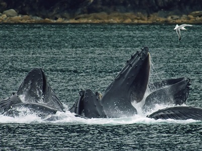  Drone Sampling of Whale Breath Reveals Potentially Deadly Virus in Arctic