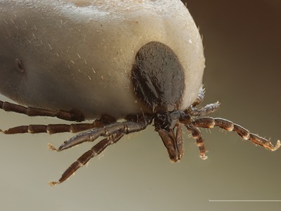 Farmers Report as Many as 70 Tick Encounters over 6 Months